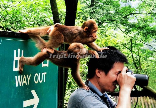Naughty Monkeys at Mount Emei Chengdu - Emei Mountain