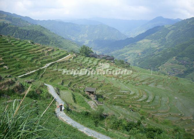 Ancient Zhuang Village Terraced Fields Longsheng