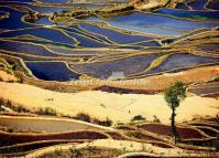 Bada Rice Terraces Yuanyang China