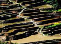 Bada Rice Terraces Yuanyang 