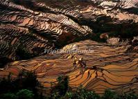 Beautiful Bada Rice Terraces