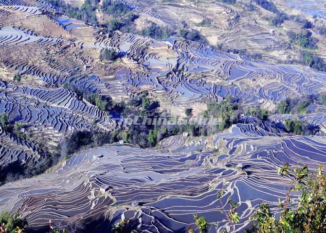 Yuanyang Bada Blue Flooded Rice Terraces