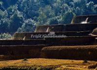 Bada Rice Terraces Scenery 