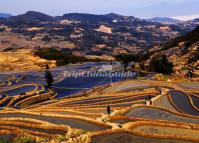 Flooded Bada Rice Terraces