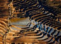 Attractive Bada Rice Terraces