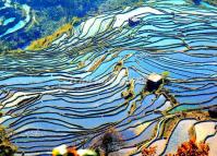 Flooded Bada Rice Terraces