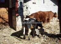 Baisha Village Cattle Lijiang