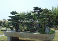 Bao Family Garden She County Huangshan