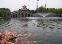 The Fish and Bridge at Baomo Garden Guangzhou