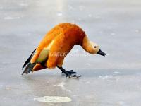 Beijing Zoo Mandarin Duck