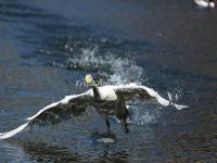 Beijing Zoo Aguatic Birds Lake