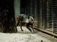 Beijing Zoo African Hyena