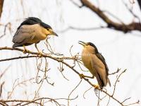 Beijing Zoo Brids