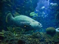 Fish at Aquarium in Beijing Zoo