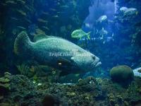 Fish at Aquarium in Beijing Zoo