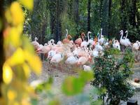 Beijing Zoo Flamingos