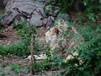 Beijing Zoo Lion