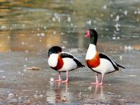 Beijing Zoo Water Birds