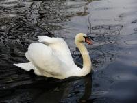 Beijing Zoo Swan