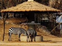 Beijing Zoo Zebras