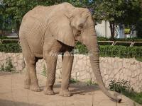 Beijing Zoo Elephant