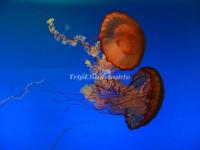 Jellyfish at Aquarium in Beijing Zoo