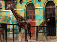 Beijing Zoo Giraffes