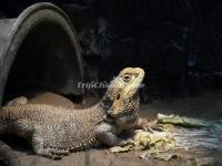 Beijing Zoo Lizard