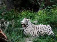 Beijing Zoo White Tiger