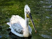 Beijing Zoo Pelican