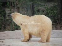 Beijing Zoo Polar Bear