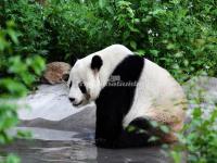 Beijing Zoo Panda