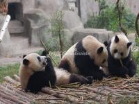 Bifengxia Panda Base