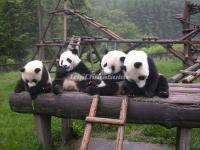 The Giant Pandas in Ya'an Bifengxia Panda Base