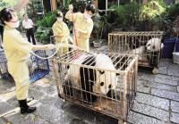 Panda Bathing at Bifengxia Panda Base