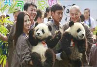 China Panda Volunteer