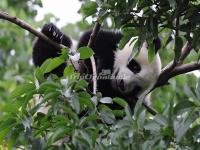 A Panda in the Tree