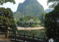  Big Banyan Tree Yangshuo China