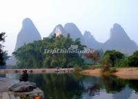 Big Banyan Tree Yangshuo China 