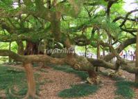 Big Banyan Tree