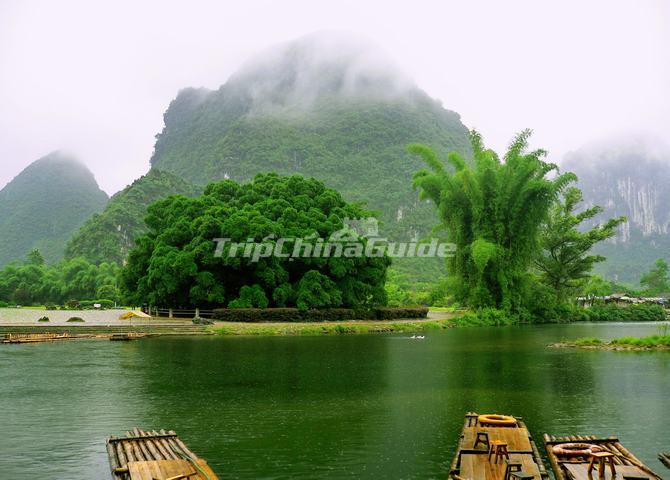 Yangshuo Big banyan tree