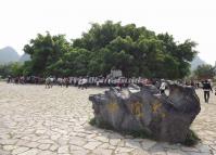 Big Banyan Tree China 