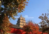  Xian Big Wild Goose Pagoda in Autumn