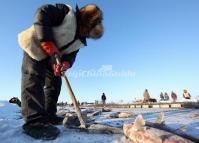 A Fisherman is Collecting His Fish