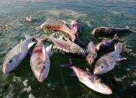 The Big Fishes in Chagan Lake