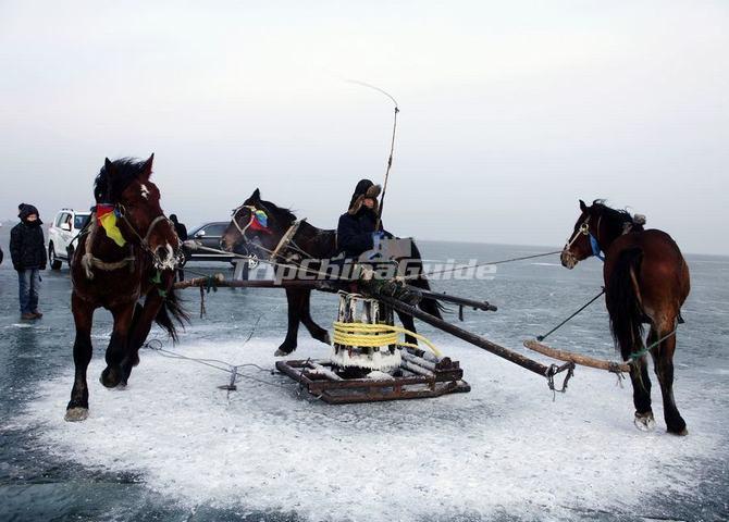 A Fisherman Order His Horses Bore a Ice Hole