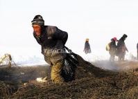 An Old Fisherman Drags His Fishing Net in Chagan Lake