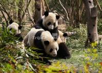 Chengdu Beautiful Giant Pandas