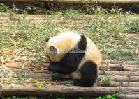 Chengdu Giant Panda's Food