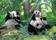 Giant Pandas' Food Chengdu China